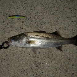 固いの最高‼ドリフト天国!